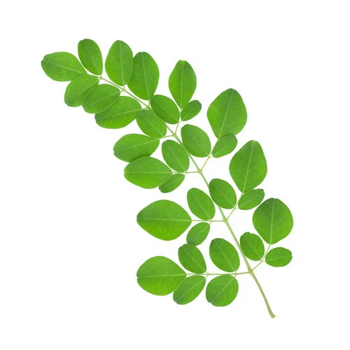 Moringa Leaves - Dev Tandoor Industries